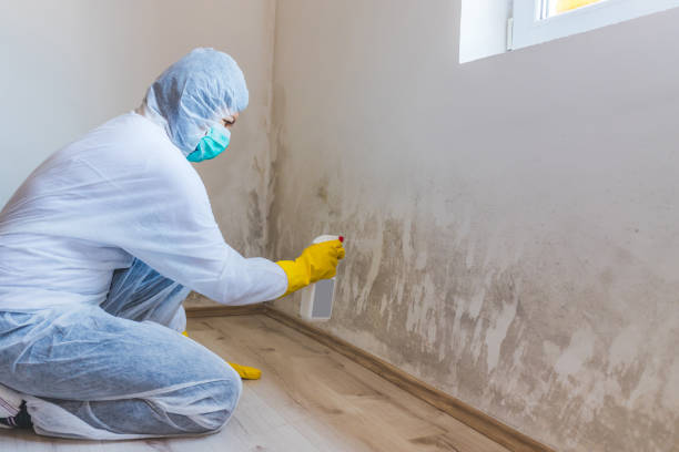 Black mold inspection in Hughesville